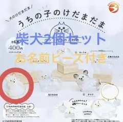 【未開封】うちの子のけだまだま　犬　柴犬　2個セット　お名前ビーズ付き