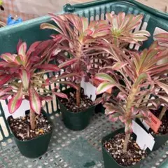 GONKURODAI プロフ必読！様専用ページ