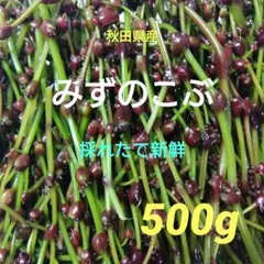 琉夏様専用 秋田県産 みずのこぶ 300g 採れたて - メルカリ