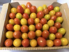 1.3kg ミニトマト 赤・黄 ミックス 詰め合わせのサムネイル