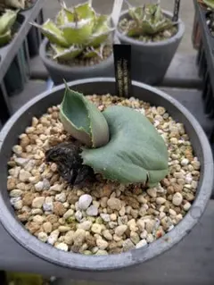 アガベ　マルモラータ　パピリオ　プラタノイデス