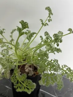 2026年最新】ペラルゴニウムの人気アイテム - メルカリ