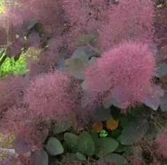 NR1スモークツリー赤花接木高さ130cm9号角鉢 大苗マロンレッド - メルカリ