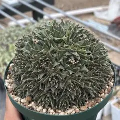 2025年最新】オブレゴニアの人気アイテム - メルカリ