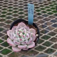 2026年最新】リンゼアナの人気アイテム - メルカリ