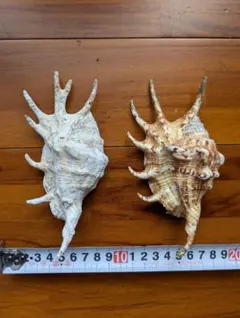 2026年最新】クモ貝の人気アイテム - メルカリ