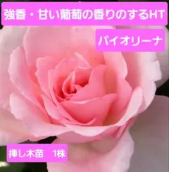 Kotoko様 リクエスト 2点 まとめ商品