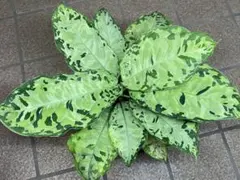 Aglaonema Cochin Original Variegated - メルカリ