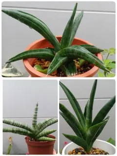 산세베리아 리프 커틀릿 3종