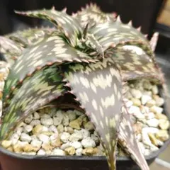 2026年最新】ロウルサンコの人気アイテム - メルカリ