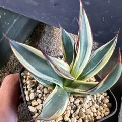 2026年最新】アガベ スノーグローの人気アイテム - メルカリ