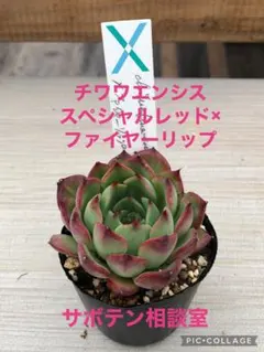 3頭　チワワエンシススペシャルレッド　サボテン相談室　根付き苗　多肉植物 Yahoo!オークション - チワワエンシススペシャルレッド サボテン