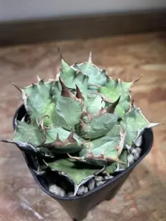 313✳1株限定✳【10.18写真更新】アガベ チタノタ インドネシア産 2025年最新】アガベ インドネシアの人気アイテム - メルカリ