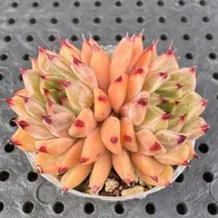 kerokerochan様 リクエスト 4点 まとめ商品