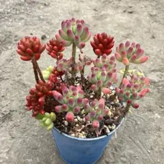 多肉植物　乙女心他　抜き苗