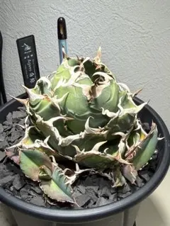 Coyote アガベ 安曇野　白鯨　コヨーテ産　子株　右　細め　根無しのサムネイル