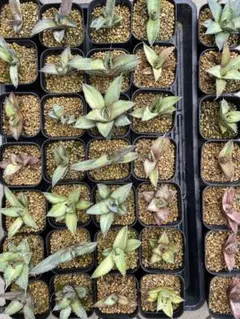 オテロイ　実生　約30株　鉢ごとメルカリ便 2025年最新】オテロイ実生の人気アイテム - メルカリ