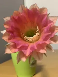 115-白昭和 蕾あり 超人気花サボテン ロビビア属 小さいカキコ付き