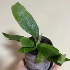 ビカクシダ 観葉植物　ネザーランドのサムネイル