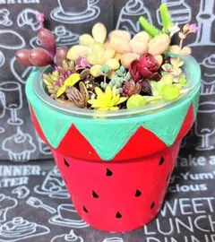 リメイク鉢と寄せ植えカット苗セット①　多肉植物　赤　いちご