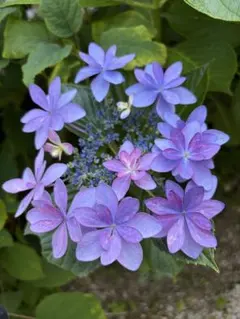 紫陽花カット枝5本 メルカリ便発送致します！ - メルカリ