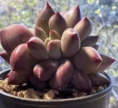 ゆ*り様 No.s383新入荷　金魚姫　エケベリア　多肉植物　撮影1月10日