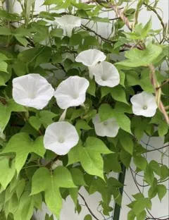 白い朝顔の種30粒❣️/ 直ぐ届く匿名発送のサムネイル