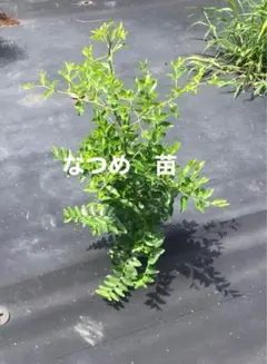 【期間限定】なつめ　苗　高さ約50cm 自然栽培　農薬不使用　アンチエイジングのサムネイル
