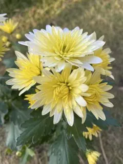 kazu-takinami様 リクエスト 3点 まとめ商品