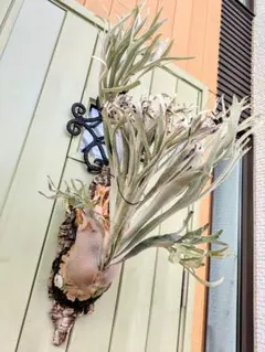 2025年最新】ペドロ ビカクシダの人気アイテム - メルカリ