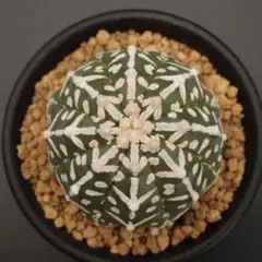 かよぱぁ　スーパー兜 Vアロータイプ　ヒトデタイプ（全幅9.7cm）美株 国内実生兜 スーパー兜 Vアロータイプ ヒトデタイプ（全幅9.7cm