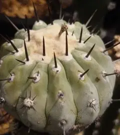 タクミ様 リクエスト 2点 まとめ商品