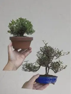 三河盆栽　チリメンカズラ　盆栽　忍作鉢 Amazon.co.jp: 盆栽 チリメンカズラの盆栽【現品】（3806