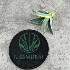 2025年最新】リップルエフェクト アガベの人気アイテム - メルカリ