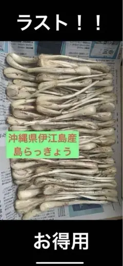 沖縄県産　島らっきょう　5キロ　週末限定セール 沖縄県伊江島産 島らっきょう 5キロ最終大バーゲン