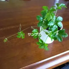 チャーファー様 リクエスト 2点 まとめ商品