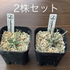 アガベ パラサナグローブ 子株 2株セット③ - メルカリ