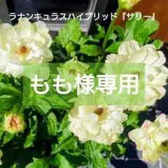 2026年最新】ラナンキュラス ラックス サリーの人気アイテム - メルカリ