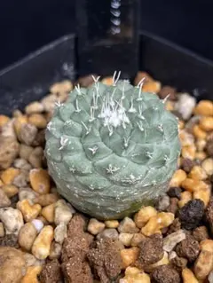 2025年最新】サボテン 菊水の人気アイテム - メルカリ