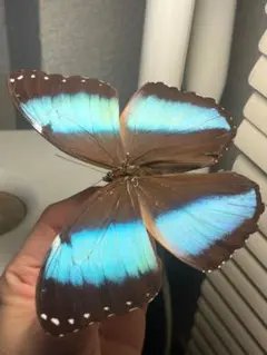 蝶標本 スルコウスキーモルフォ - メルカリ