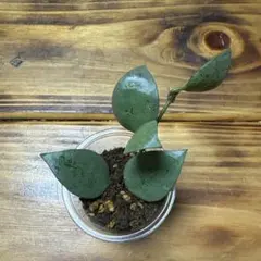 ホヤクローニアナシルバー　発芽済み　カップ事発送のサムネイル