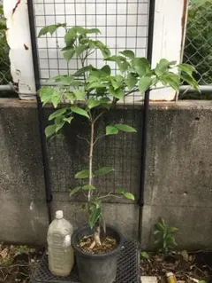 コミフォラ ミルラ 灌木 塊根植物 ブルセラコーデックス多肉植物