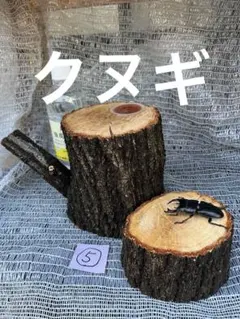 참나무 피더, 월륨 퍼치, 나무 깃발, 낙상 방지