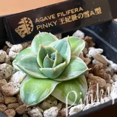 Agave filifera 'Pinky' 王妃笹の雪A型 アガベ ピンキー Agave filifera ´Pinky´ 王妃笹の雪A型 アガベ ピンキー