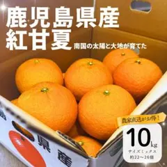 【鮮度抜群】【紅甘夏】【10キロ】鹿児島県産 みかん 甘夏 夏みかん 直送のサムネイル