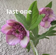 bonobono様 リクエスト 2点 まとめ商品