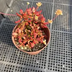 紅稚児 多肉植物 抜き苗 - メルカリ