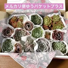 2025年最新】ハルビンゲリの人気アイテム - メルカリ