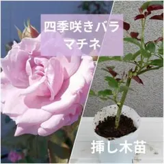 2026年最新】バラ苗 大苗の人気アイテム - メルカリ