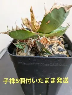 【アガベ チタノタ シチリア 直子 希少株 親株極上 良血統】 アガベ チタノタ シチリア 直子 希少株 親株極上 良血統】 - メルカリ